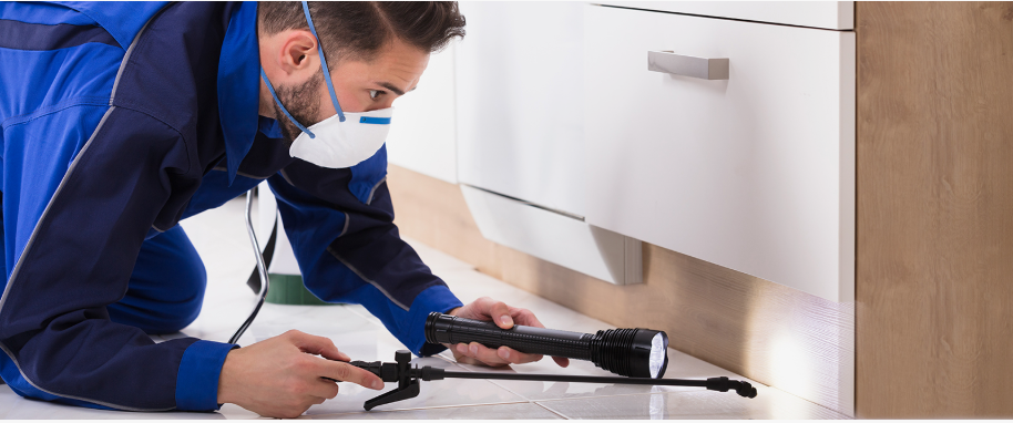 Los Altos pest xpert removal